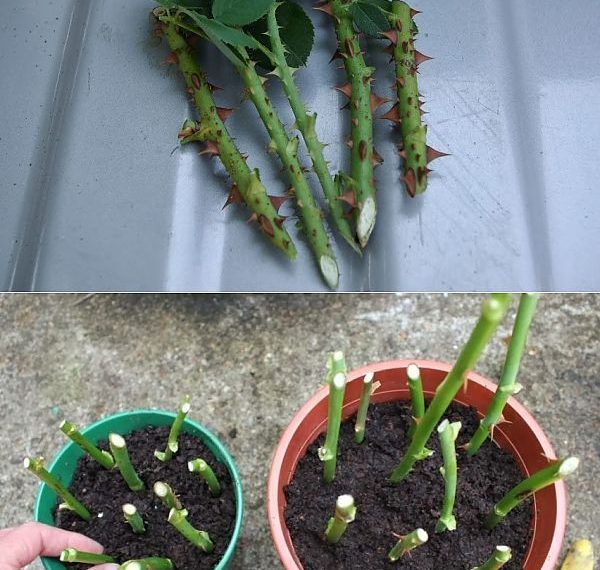 Der einfache Weg, Hunderte von Rosen aus einem einzigen Stängel zu züchten