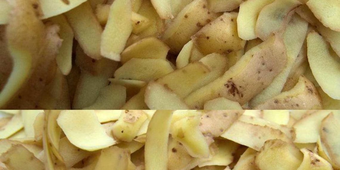 Kartoffelschalen, nicht wegwerfen: Sie sind „Gold wert“ | Geben Sie sie in ein Glas mit kochendem Wasser | Man kann damit alles machen!