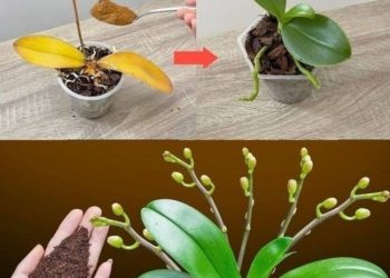 Nur ein Teelöffel, und plötzlich blüht die Orchidee auf wundersame Weise mit vielen Blumen