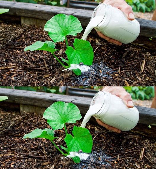 Natürlicher organischer Dünger, der die Entwicklung Ihrer Pflanze beschleunigt