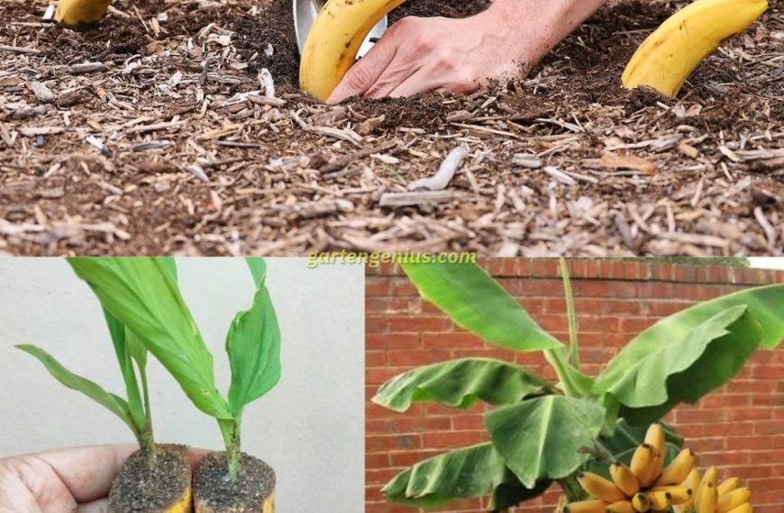 Vergrabe eine Banane in der Erde: Es ist erstaunlich, was nach 7 Tagen passiert