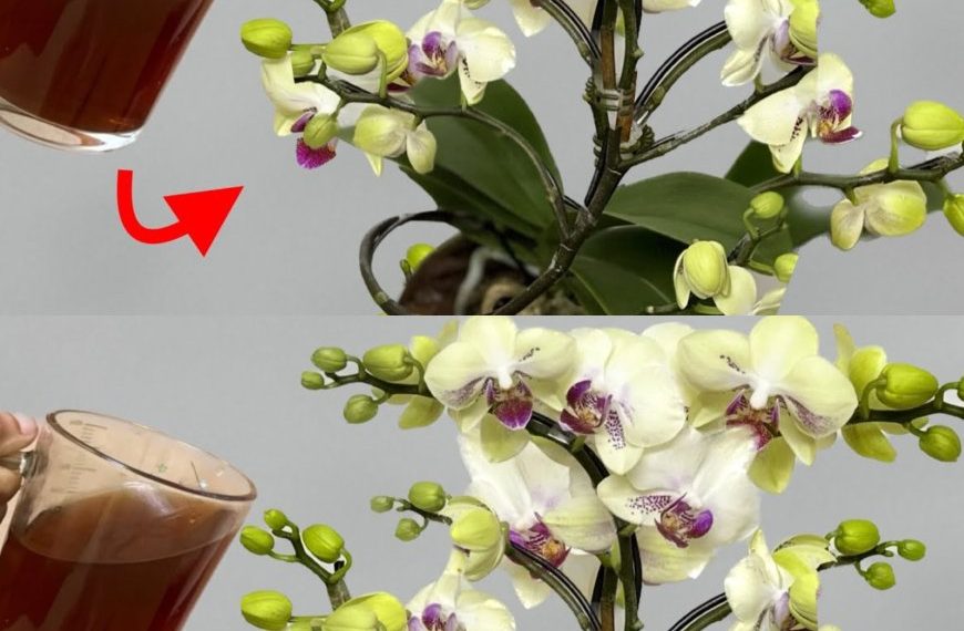 Nie mehr Orchideen mit Wasser gießen: Gießen Sie sie damit für eine spektakuläre Blüte