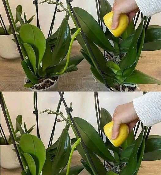 So retten Sie eine verwelkte oder beschädigte Orchidee