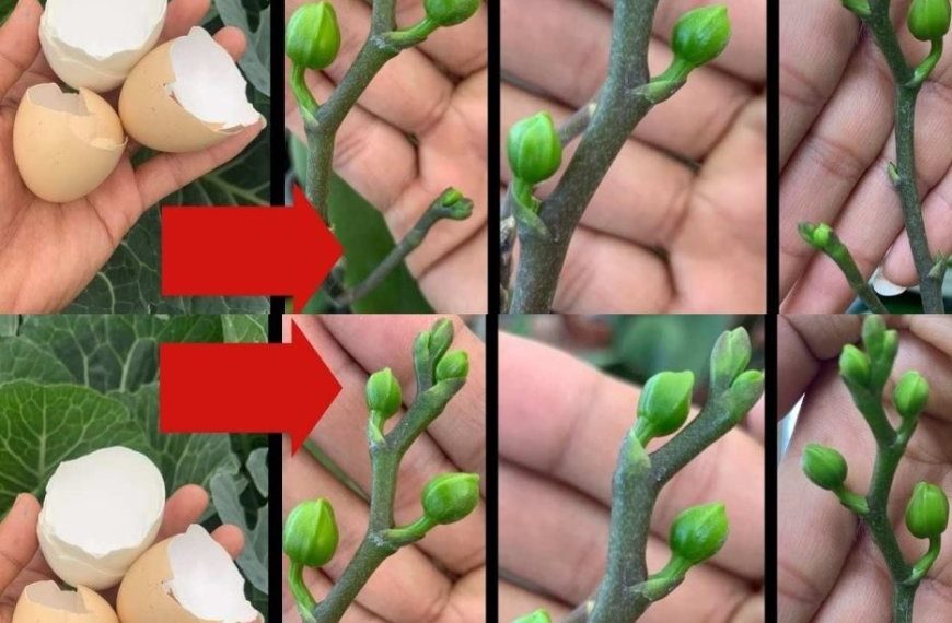 Nur so blüht Ihre Orchidee das ganze Jahr: So üppig wie noch nie gesehen