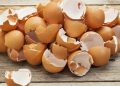 Eierschale: ein unerwarteter Helfer im Garten