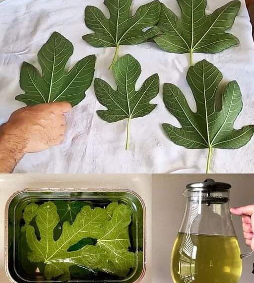 Wussten Sie, welche Vorteile Feigenblätter haben?