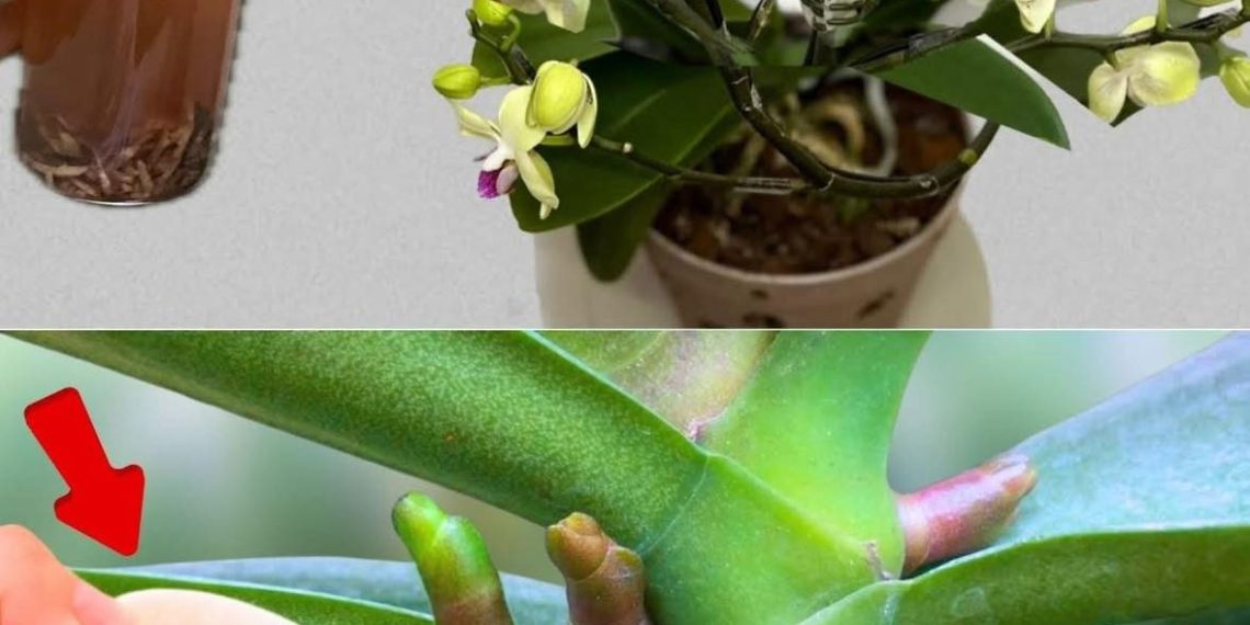 Nie mehr Orchideen mit Wasser gießen: Gießen Sie sie damit für eine spektakuläre Blüte