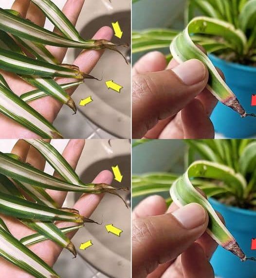 Warum werden die Blattspitzen der Grünlilie braun? Ursachen und Lösungen