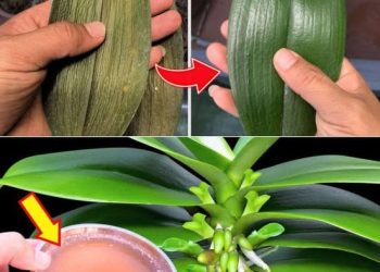 Ein Tropfen erzeugt hellgrüne Blätter – so eine Orchidee hatte ich noch nie zuvor