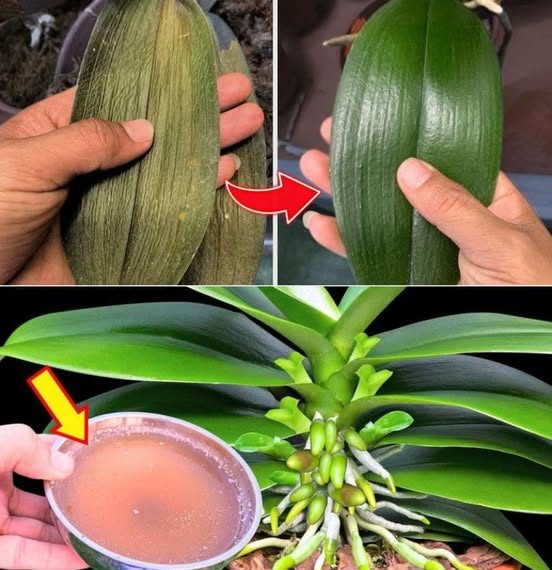 Ein Tropfen erzeugt hellgrüne Blätter – so eine Orchidee hatte ich noch nie zuvor