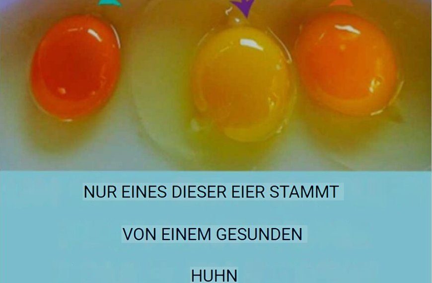 Alles, was du über das Ei wissen musst