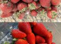 So bleiben Erdbeeren länger frisch