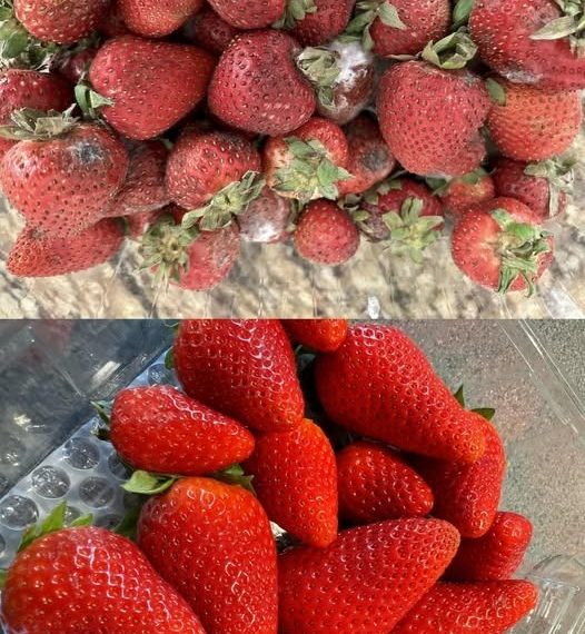 So bleiben Erdbeeren länger frisch