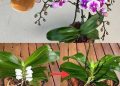 Nur einmal gießen und es wird eine Explosion geben! Orchideen blühen sofort und bringen das ganze Jahr über NONSTOP neue Blüten hervor