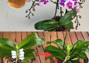 Nur einmal gießen und es wird eine Explosion geben! Orchideen blühen sofort und bringen das ganze Jahr über NONSTOP neue Blüten hervor