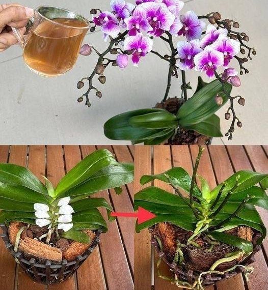 Nur einmal gießen und es wird eine Explosion geben! Orchideen blühen sofort und bringen das ganze Jahr über NONSTOP neue Blüten hervor