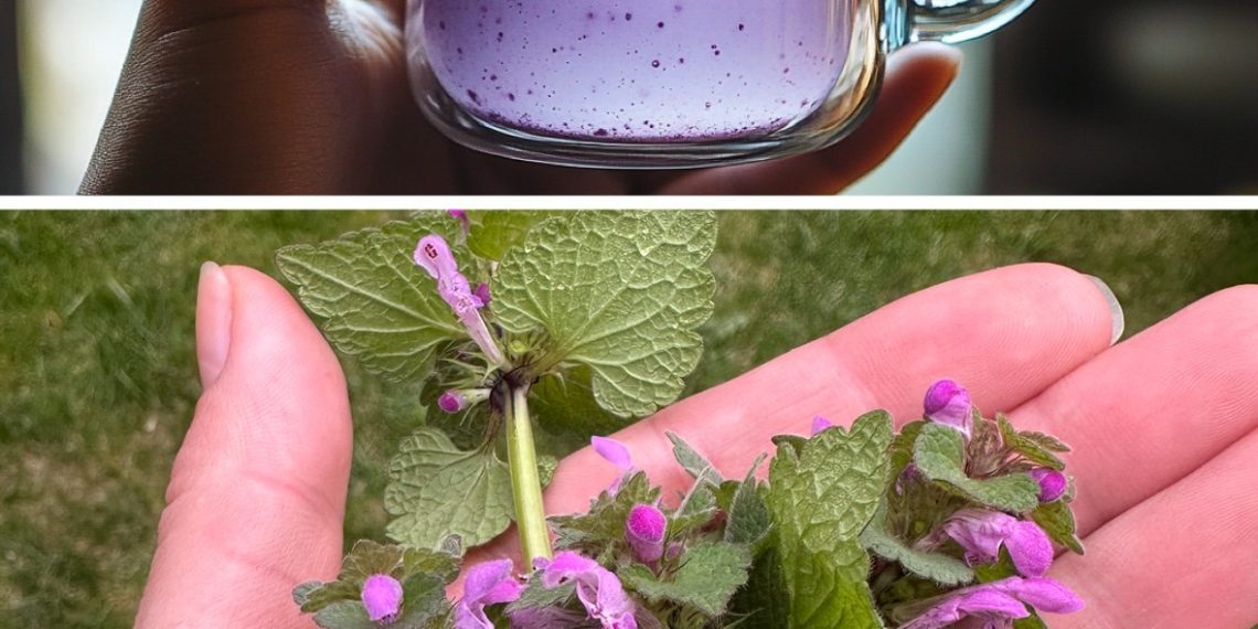 Purpurrote Taubnessel (Lamium purpureum): Vorteile, Verwendung und Zubereitung von Tee