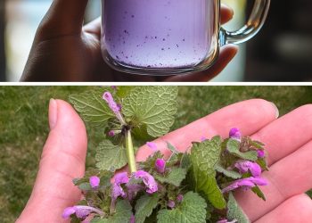Purpurrote Taubnessel (Lamium purpureum): Vorteile, Verwendung und Zubereitung von Tee