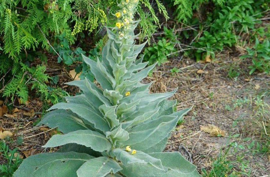 Wenn Sie über diese Pflanze stolpern, haben Sie Gold gefunden. Die meisten Leute gehen einfach daran vorbei, ohne eine Ahnung zu haben