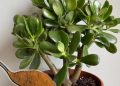 Wie man einen Jadebaum zum Blühen bringt und das ganze Haus parfümiert