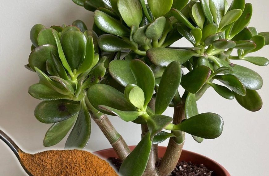 Wie man einen Jadebaum zum Blühen bringt und das ganze Haus parfümiert