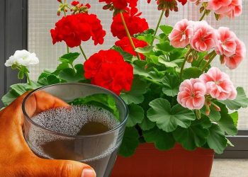 Der Trick für eine wundervolle Blüte der Geranien