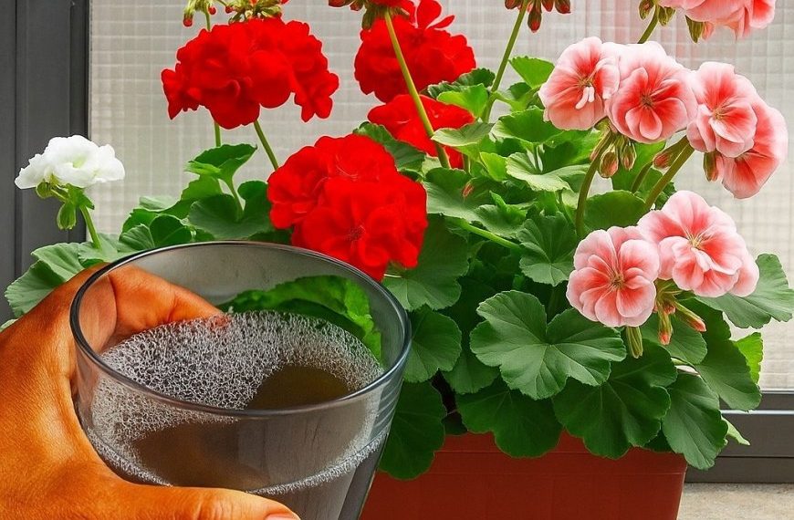 Der Trick für eine wundervolle Blüte der Geranien