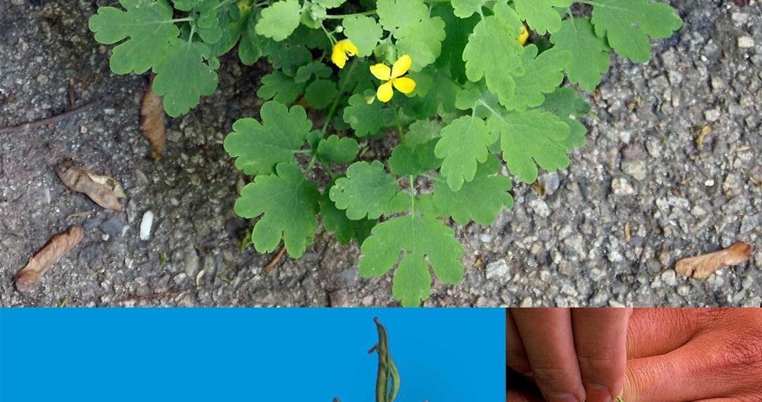 Die Kraft von Chelidonium majus L.: Ein natürlicher Heilbalsam