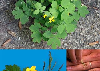 Die Kraft von Chelidonium majus L.: Ein natürlicher Heilbalsam