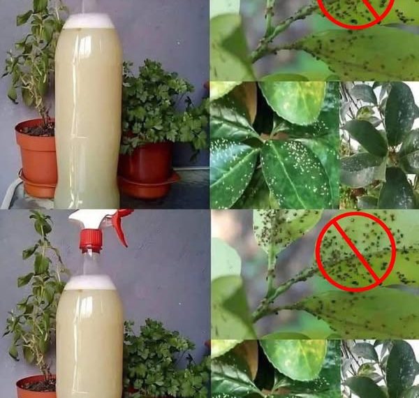 Natürlicher Schutz: So bekämpfst du Blattläuse und Schmierläuse auf natürliche Weise