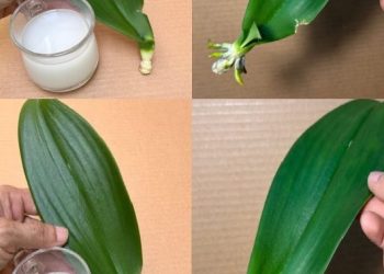 Dieses magische Wasser belebt sofort und ganz einfach 1 Orchideenblatt