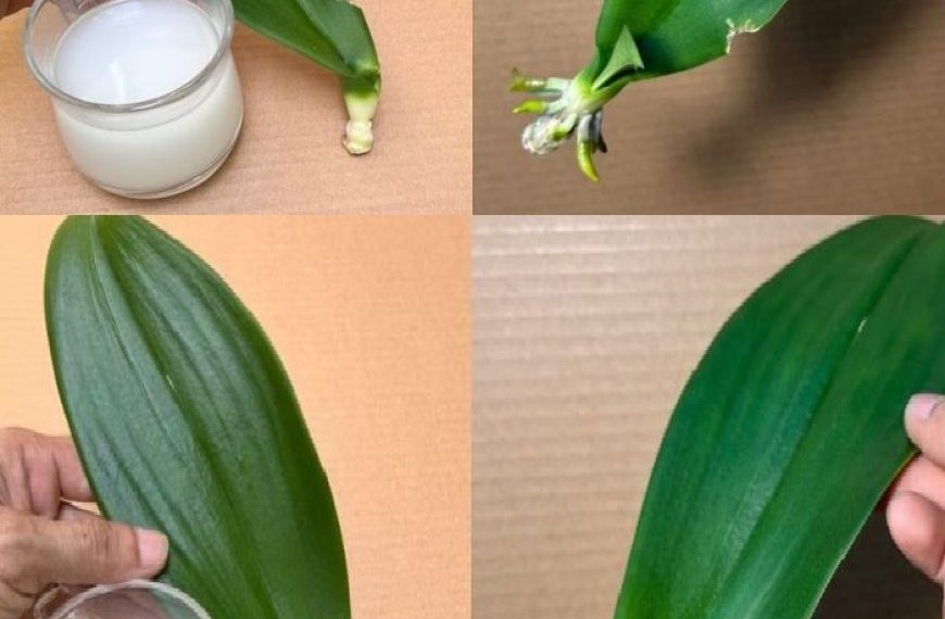 Dieses magische Wasser belebt sofort und ganz einfach 1 Orchideenblatt