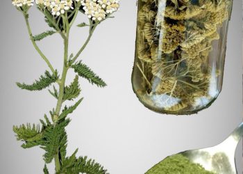 Schafgarbe: Ein zeitloser Kräuterverbündeter mit erstaunlichen gesundheitlichen Vorteilen