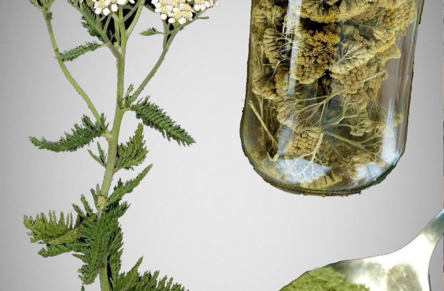 Schafgarbe: Ein zeitloser Kräuterverbündeter mit erstaunlichen gesundheitlichen Vorteilen