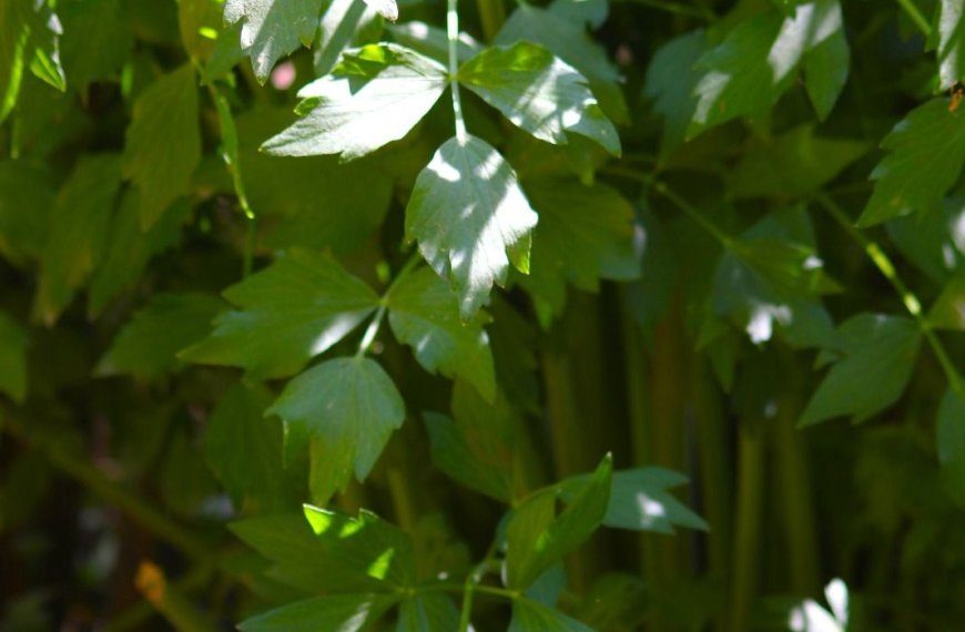 Vor ein paar Tagen habe ich Liebstöckelbutter gegessen. Selten so eine leckere Butter gegessen. Das Rezept möchte ich euch hier vorstellen.