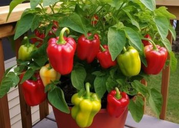 Paprika zu Hause anbauen: Das Geheimnis einer üppigen Produktion