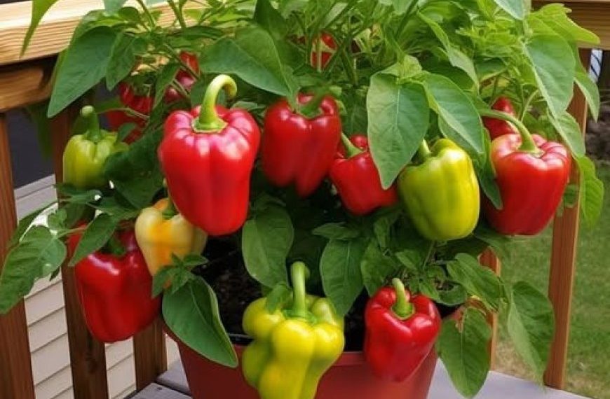 Paprika zu Hause anbauen: Das Geheimnis einer üppigen Produktion