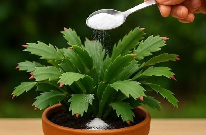 Lässt jede Pflanze schnell blühen (ich hätte nie gedacht, dass es so schnell geht)