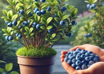 Wie man Blaubeeren in einem Topf pflanzt: Einfache Anleitung für den eigenen Anbau zu Hause