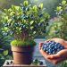 Wie man Blaubeeren in einem Topf pflanzt: Einfache Anleitung für den eigenen Anbau zu Hause