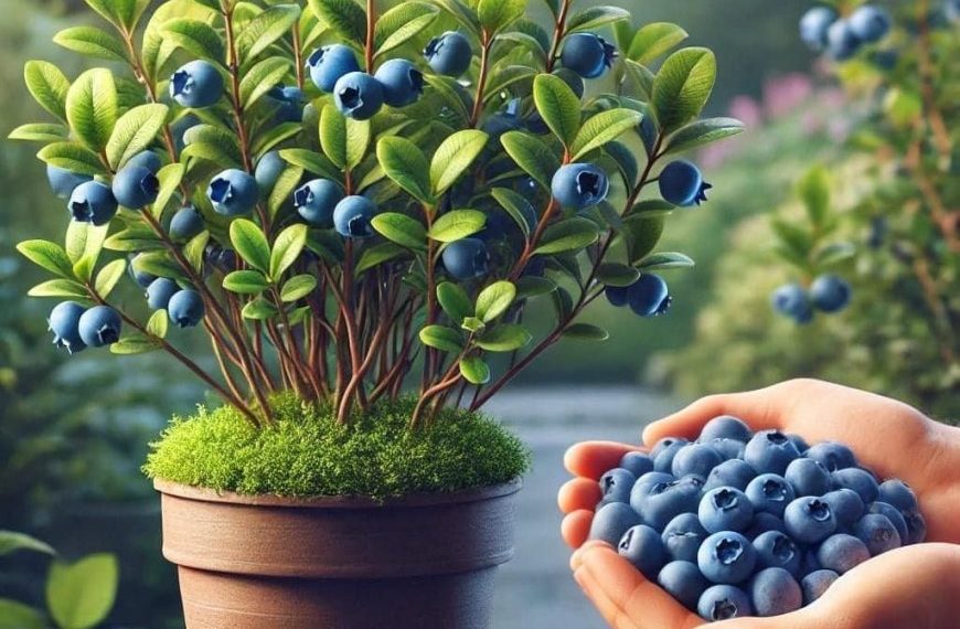 Wie man Blaubeeren in einem Topf pflanzt: Einfache Anleitung für den eigenen Anbau zu Hause