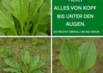 Wir stellen die Wunderpflanze vor: Wegerich