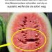 Wenn Sie eine Wassermelone öffnen und das sehen, werfen Sie sie weg!