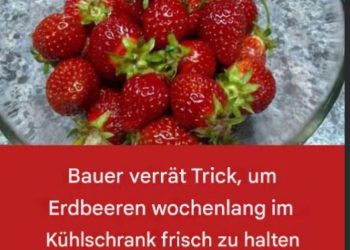 Der ultimative Leitfaden, um Erdbeeren tagelang frisch zu halten