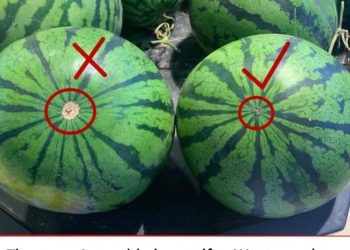 Der Trick bei der Auswahl einer reifen Wassermelone mit süßem, rotem Fruchtfleisch