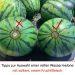 Der Trick bei der Auswahl einer reifen Wassermelone mit süßem, rotem Fruchtfleisch