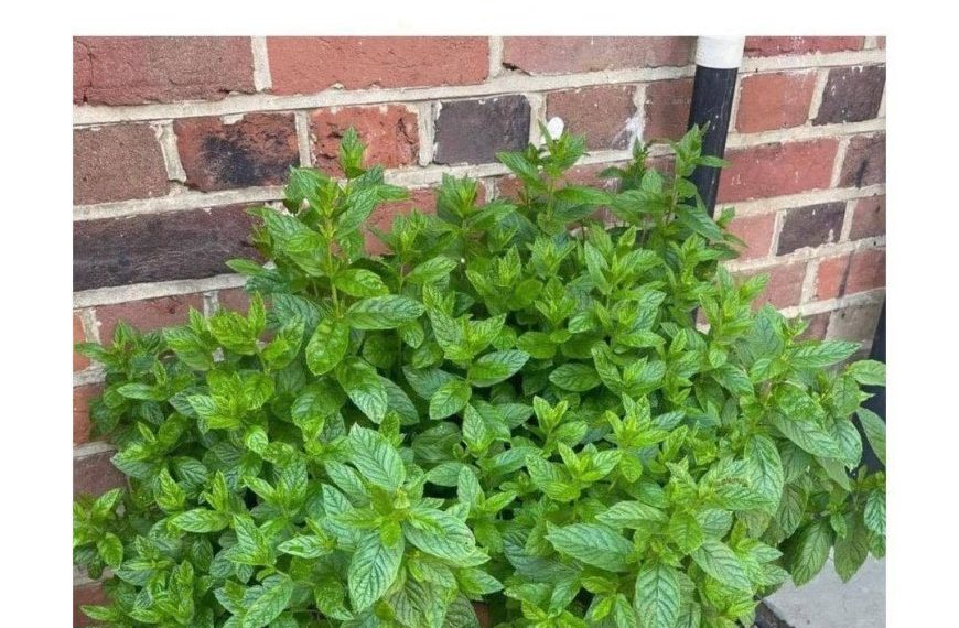 Warum du einen Minz-Pflanze im Eingangsbereich haben solltest