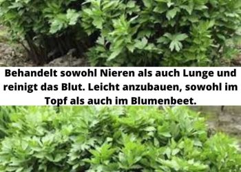 Behandelt sowohl die Nieren als auch die Lunge und reinigt das Blut. Leicht aufzubauen, sowohl im Topf als auch im Blumenbeet