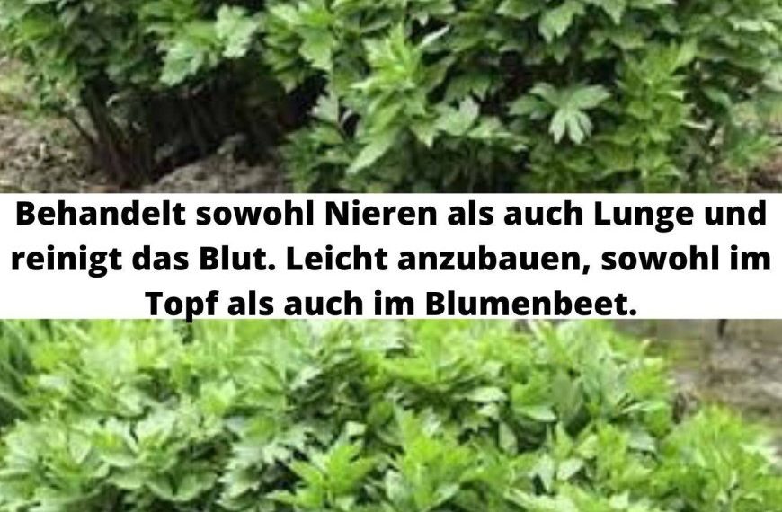 Behandelt sowohl die Nieren als auch die Lunge und reinigt das Blut. Leicht aufzubauen, sowohl im Topf als auch im Blumenbeet