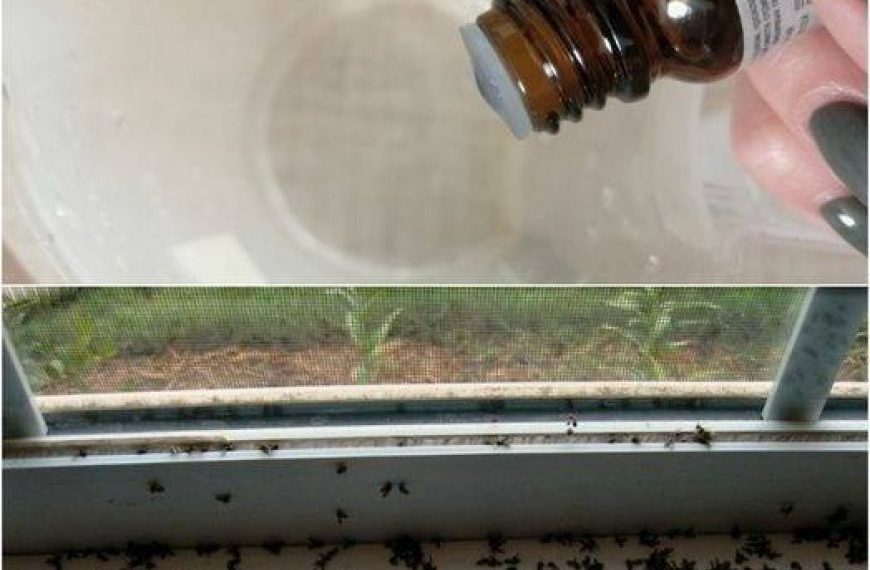 Ein paar Tropfen und keine einzige Fliege mehr im Haus: